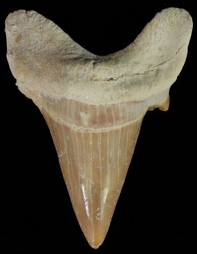 Otodus Shark Tooth Fossil - Eocene #67231